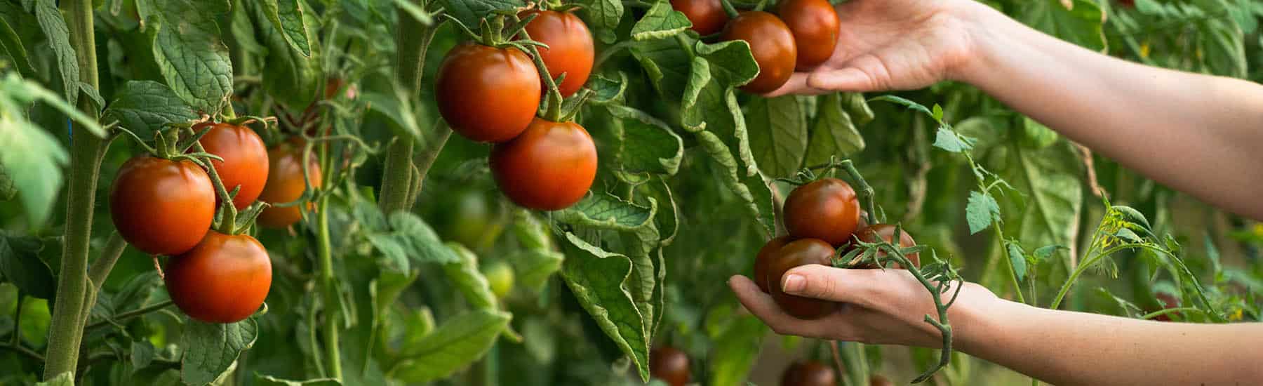 Tomato Vegetable Plants