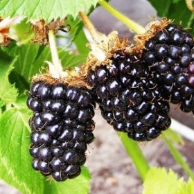 Blackberry_Rubus_Bedford_Giant
