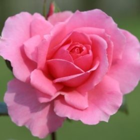 Youre_Beautiful_Rose